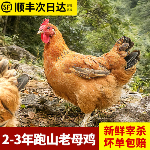 买一送一！2-3年跑山老母鸡散养