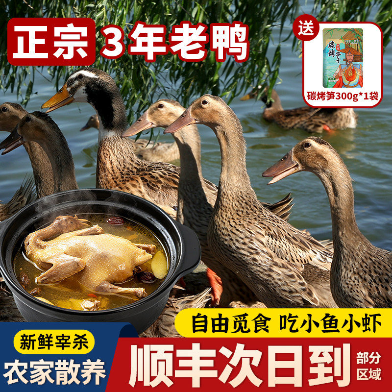 乡公馆老鸭整只新鲜土麻鸭水鸭肉农家散养正宗皖南农村现杀老鸭子