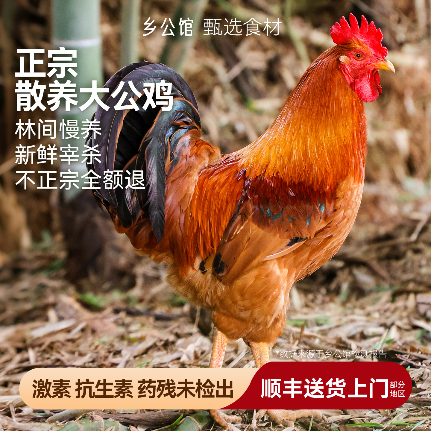 顺丰次日达大公鸡农家散养现杀