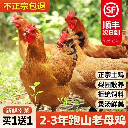 土鸡农家散养新鲜宰杀