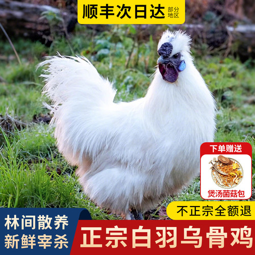 【顺丰次日到】乌鸡活鸡新鲜现杀