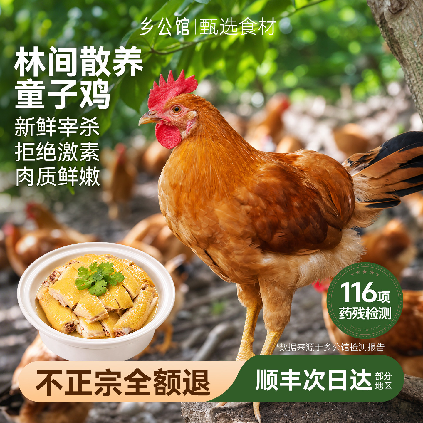 童子鸡土鸡农家散养走地鸡仔公鸡