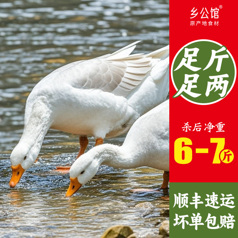 东北大鹅整只农家散养鹅肉新鲜正宗土鹅老鹅生鲜铁锅炖大鹅大白鹅