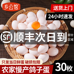 乡公馆鸽子蛋新鲜30枚20枚正宗农家散养官方旗舰店礼盒孕妇白鸽蛋