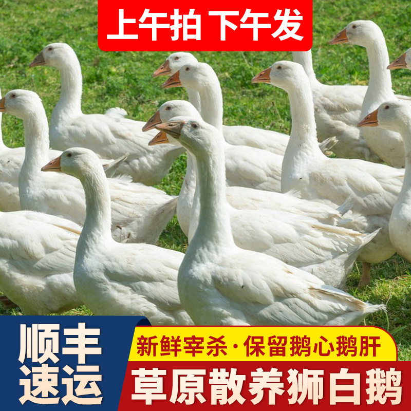 鹅肉新鲜大鹅整只东北大鹅农家散养鹅肉铁锅炖大鹅生鲜大白鹅老鹅