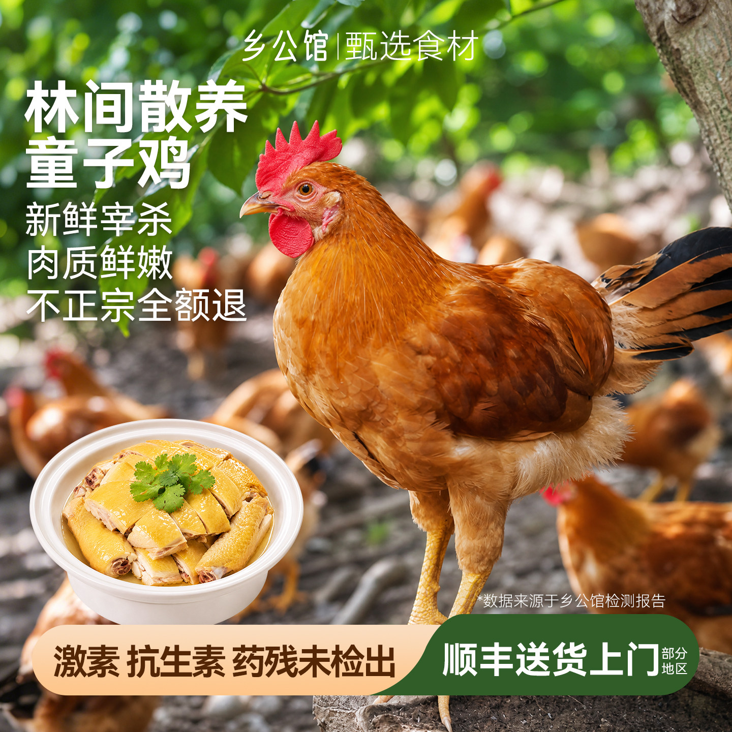 童子鸡土鸡农家散养走地鸡仔公鸡