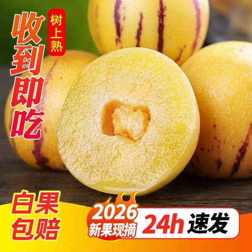 人参果新鲜水果云南石林树上熟官方旗舰店黄肉当季整箱礼盒人生果