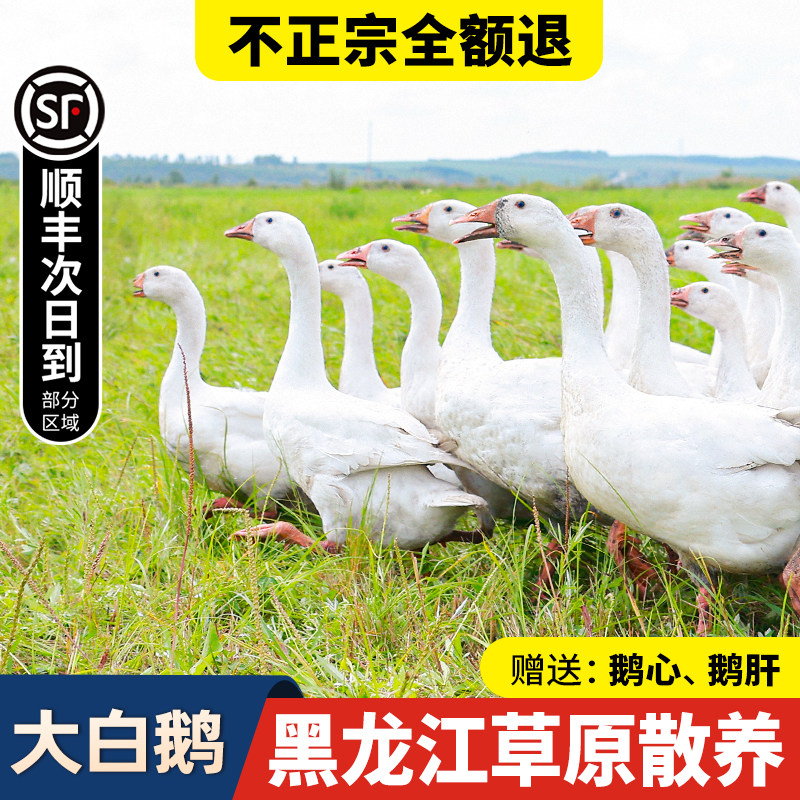 鹅肉新鲜大鹅整只农家散养大白鹅正宗现杀大鹅生鲜放养东北大鹅,水产肉类/新鲜蔬果/熟食,鹅肉/鹅肉制品,淘宝优惠券,粉丝福利购,淘宝优惠卷