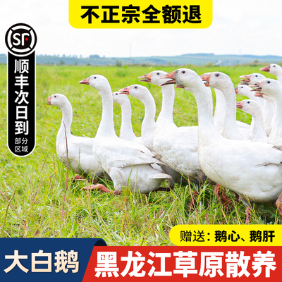 新鲜大鹅真空锁鲜顺丰包邮