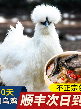 泰和原种乌骨鸡正宗江西泰和乌鸡旗舰店生鲜乌鸡土鸡活鸡新鲜现杀