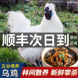 乌鸡新鲜现杀正宗乌鸡土鸡农家散养乌骨鸡肉活鸡白毛土乌鸡老母鸡