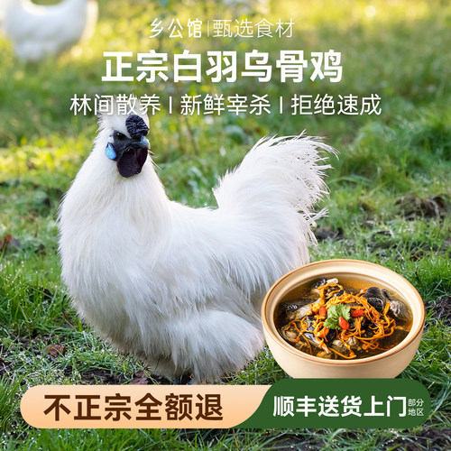 正宗乌鸡新鲜现杀【顺丰包邮】