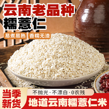 云南糯薏米仁新米官方旗舰店正宗新鲜杂粮生小薏苡仁意薏仁米新货
