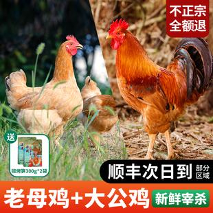 老母鸡土鸡农家散养三黄正宗竹林溜达鸡新鲜现杀走地鸡大公鸡整只