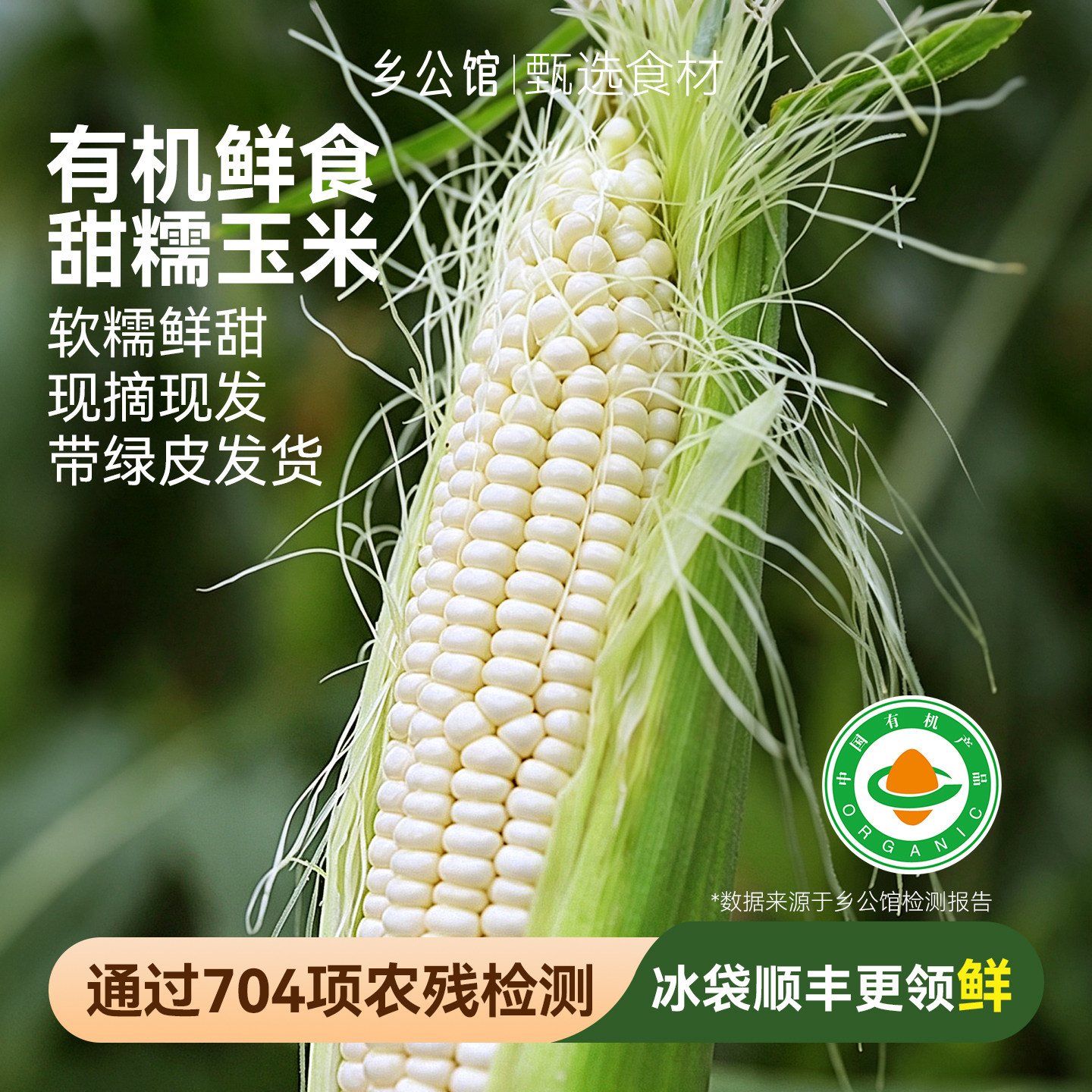 乡公馆有机现摘甜嫩白糯玉米图片