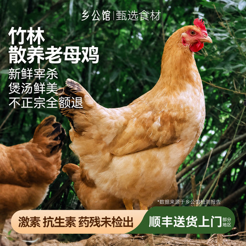 老母鸡土鸡农家散养竹林鸡滋补