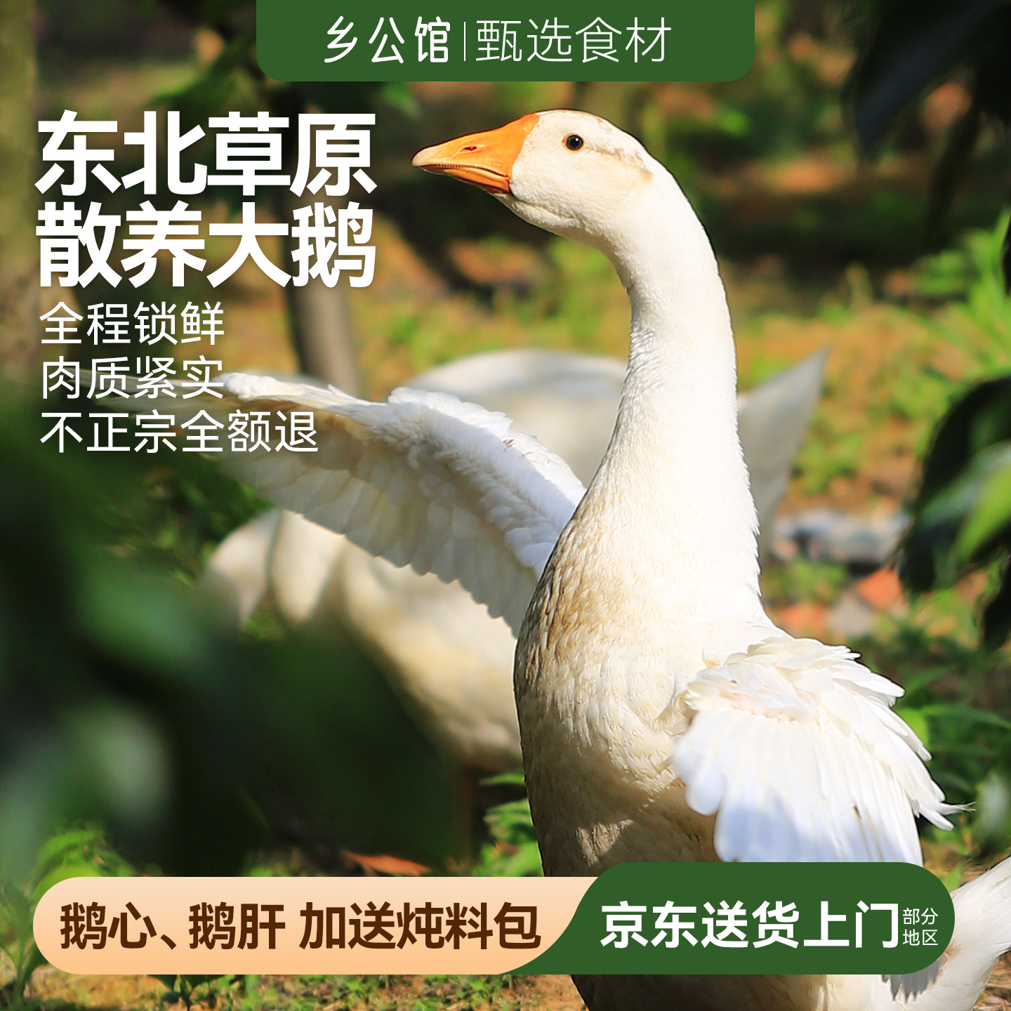 东北大鹅整只鹅肉新鲜大鹅草原散养鹅肉生鲜狮头鹅土鹅铁锅炖大鹅