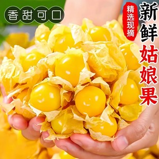 东北菇娘果自然成熟清甜爽口灯笼果产地直发新鲜采摘黄姑娘大地果