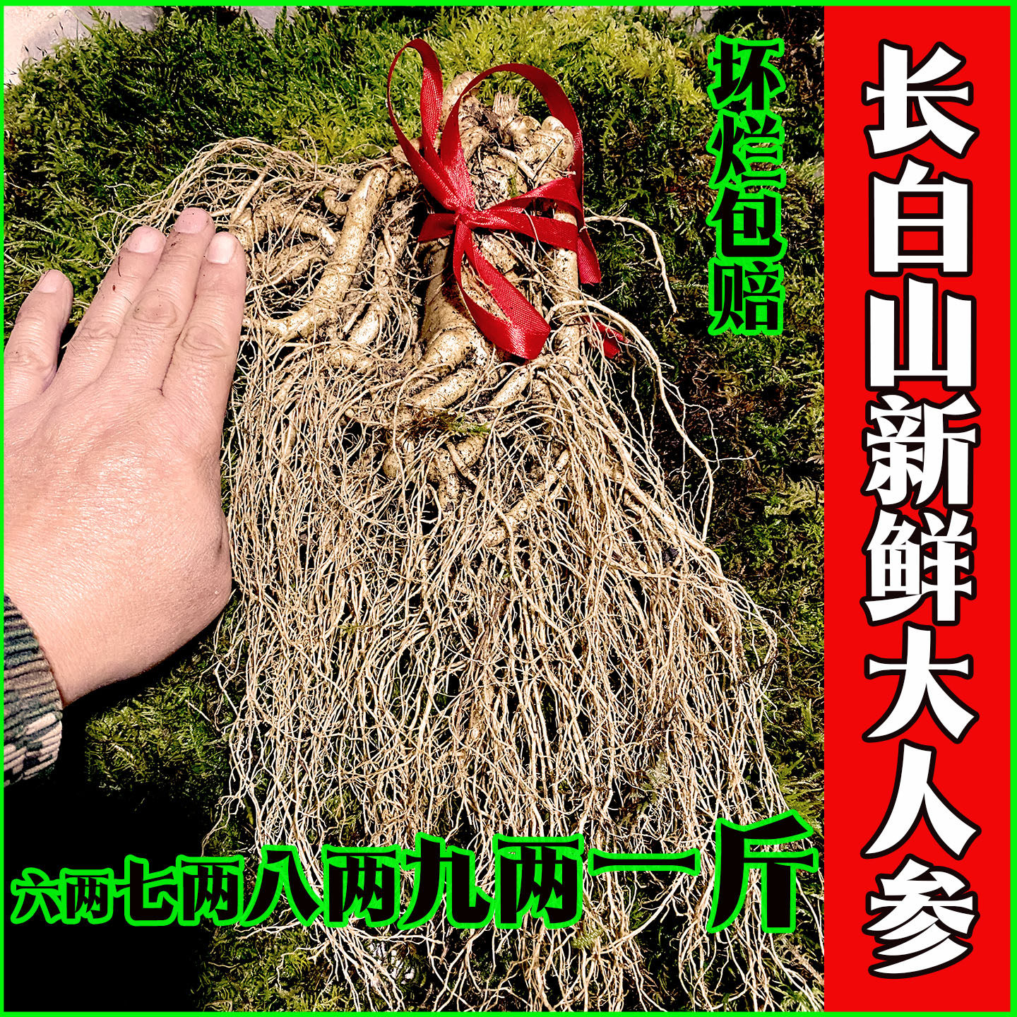 特大新鲜人参泡酒大人参大条一斤现挖带土东北长白山老野生山参