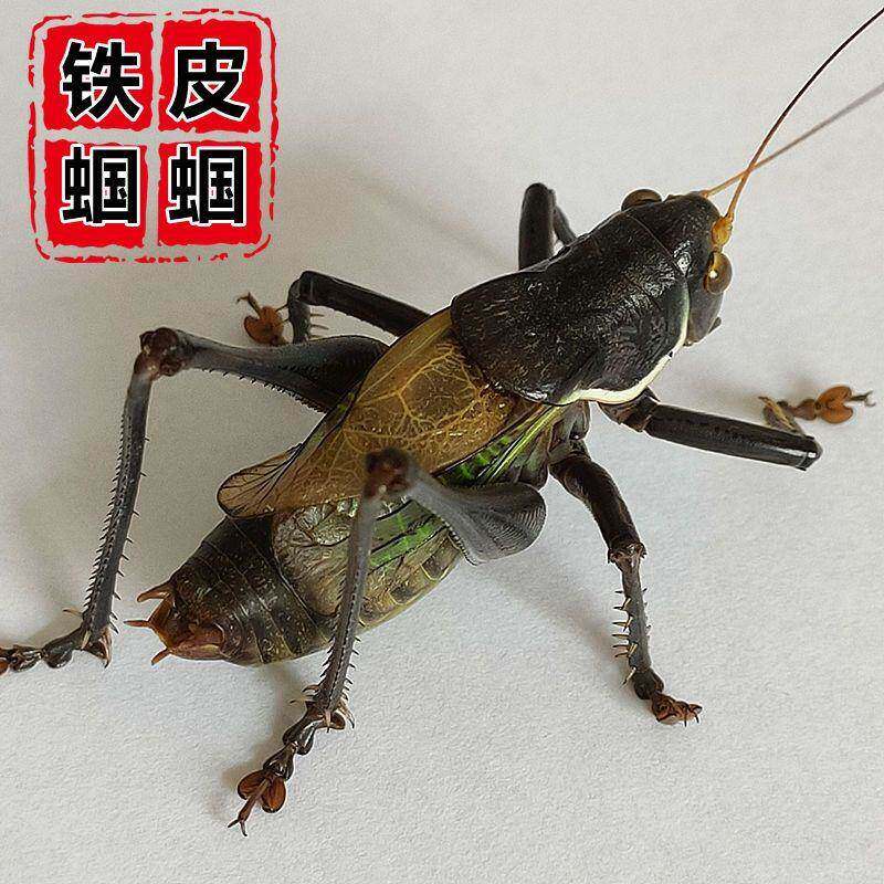 新脱绿铁皮蝈蝈鸣虫活虫大号憨叫春蝈蝈冬蝈蝈