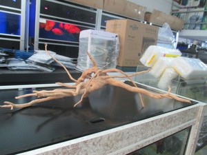 草缸造景流木 天然杜鹃根2066号 天然杜鹃根 大号精品 精品杜鹃根