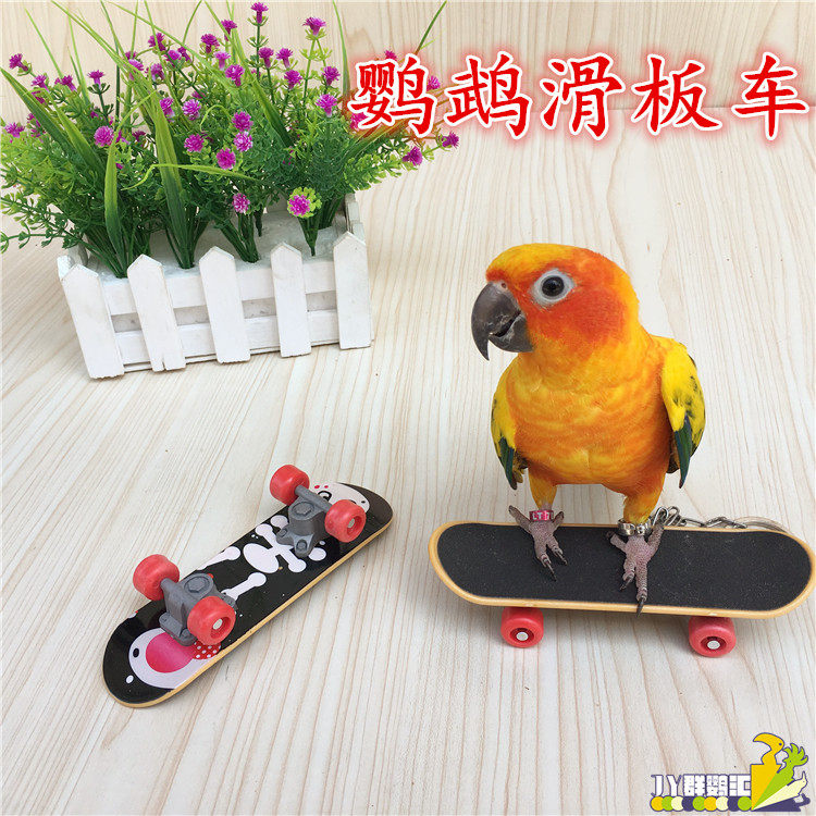 中小型鹦鹉磨砂滑板车 鹦鹉益智训练玩具 脚抓磨爪板 训鸟工具