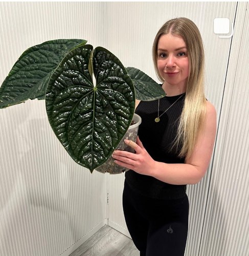 奢华花烛肌肉感克莱恩黑凤凰火鹤后王室内高级感十足热带雨林植物