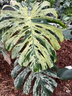 稀缺妙蛙龟背竹锦遗迹龟背竹灯泡王龟背竹室内锦化好养Monstera