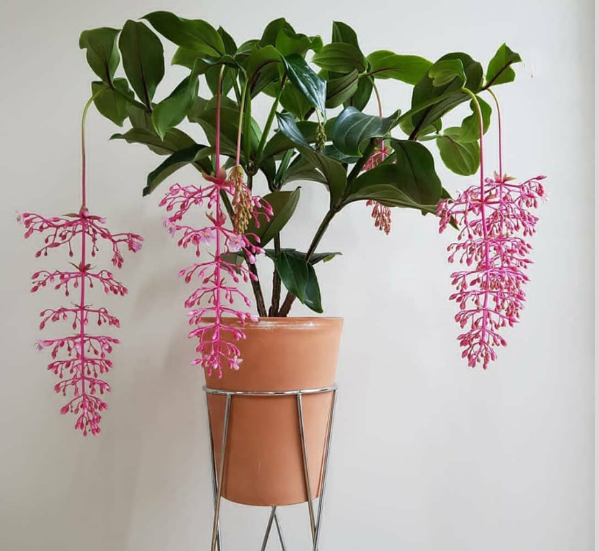 珍珠宝莲灯盆栽挂金花室外阳台庭院耐晒耐寒植物鲜花盆栽好养活