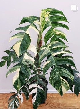 白锦麒麟尾锦爬藤epipremnum pinnatum vari热带植物天南星科锦化