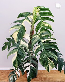 白锦麒麟尾锦爬藤epipremnum pinnatum vari热带植物天南星科锦化