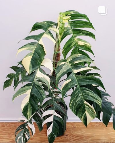 热带植物麒麟尾白锦室内阴凉