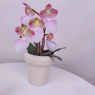 玉女兜兰拖鞋兰绿肉饼红绿魔帝可爱懒人可室内林植物趣味带花苞