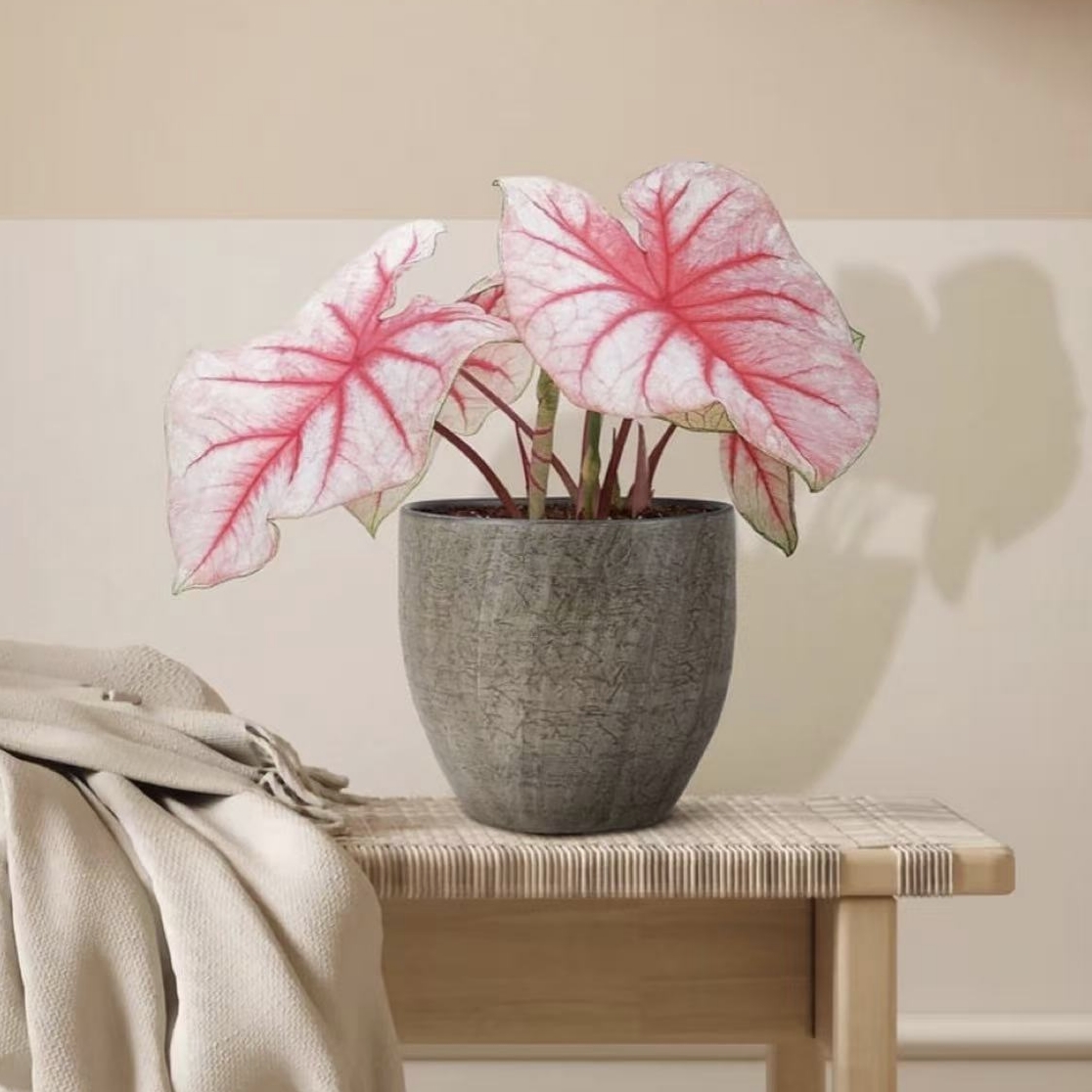 幻彩彩叶芋盆栽粉色和声种球苗白色恋人海芋类绿植物室内客厅四季