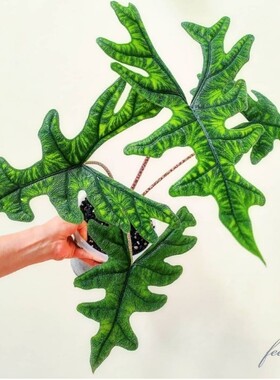杰克琳海芋杰克林盆栽绿植竹芋Alocasia Jacklin观叶原种进口热植