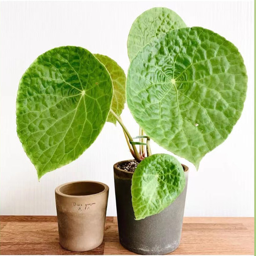 福寿秋海棠纳吐纳秋海棠 圆叶植物美观热植ins风耐阴好养绿植观叶