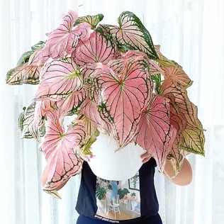 彩叶芋五彩叶芋粉色和声白色恋人海王美人进口网红绿植观叶植盆栽