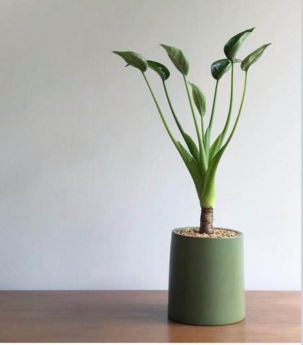 新品种好看 小舞者千手观音海芋ins好养网红同款阳台热植盆栽