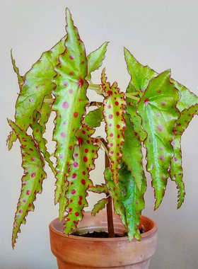 秋刀鱼秋海棠begonia amphioxus ins风网红绿植室内盆栽植物