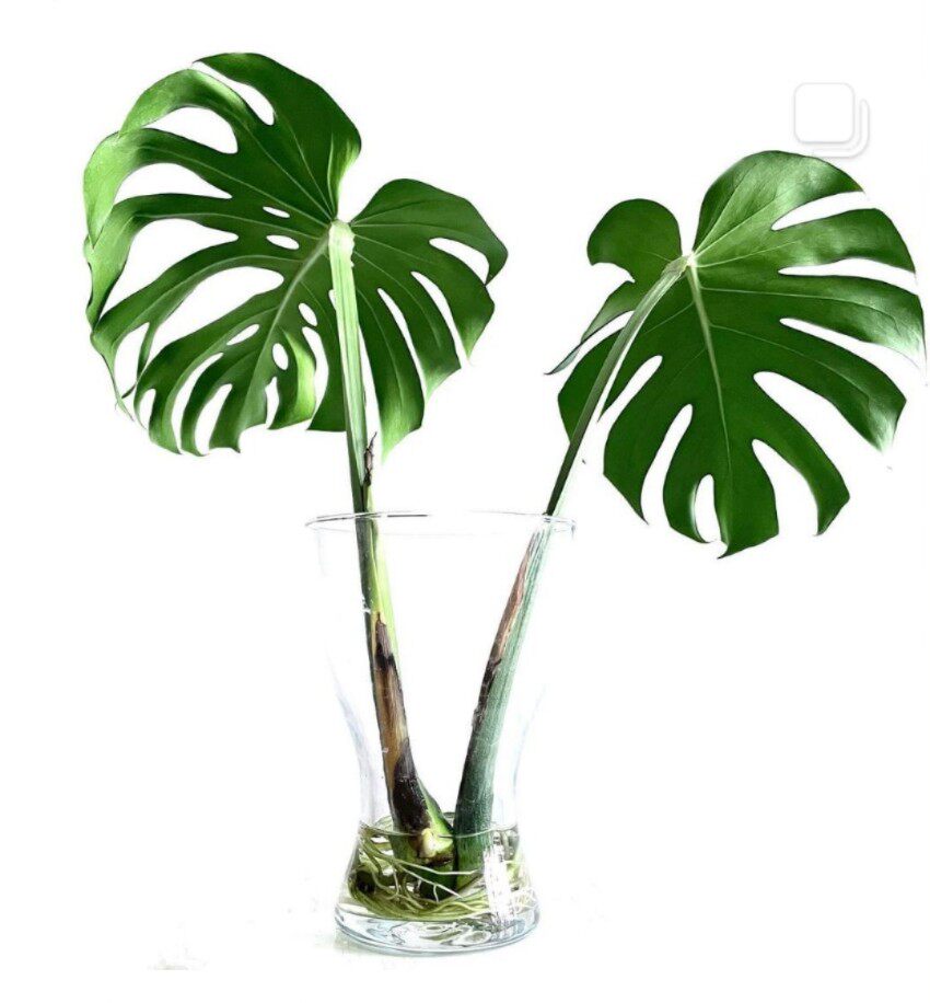 大型龟背竹盆栽水培观叶绿植吸甲醛超好养寓意长寿植物观叶北欧风