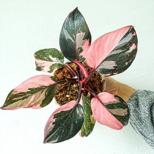 粉公主蔓绿绒大理石盆栽