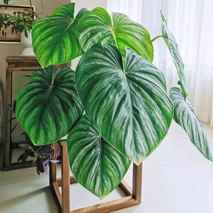 西瓜碧浪银斑帕斯塔麦克道尔蔓绿绒云锦马梅天南星科观叶原种热植