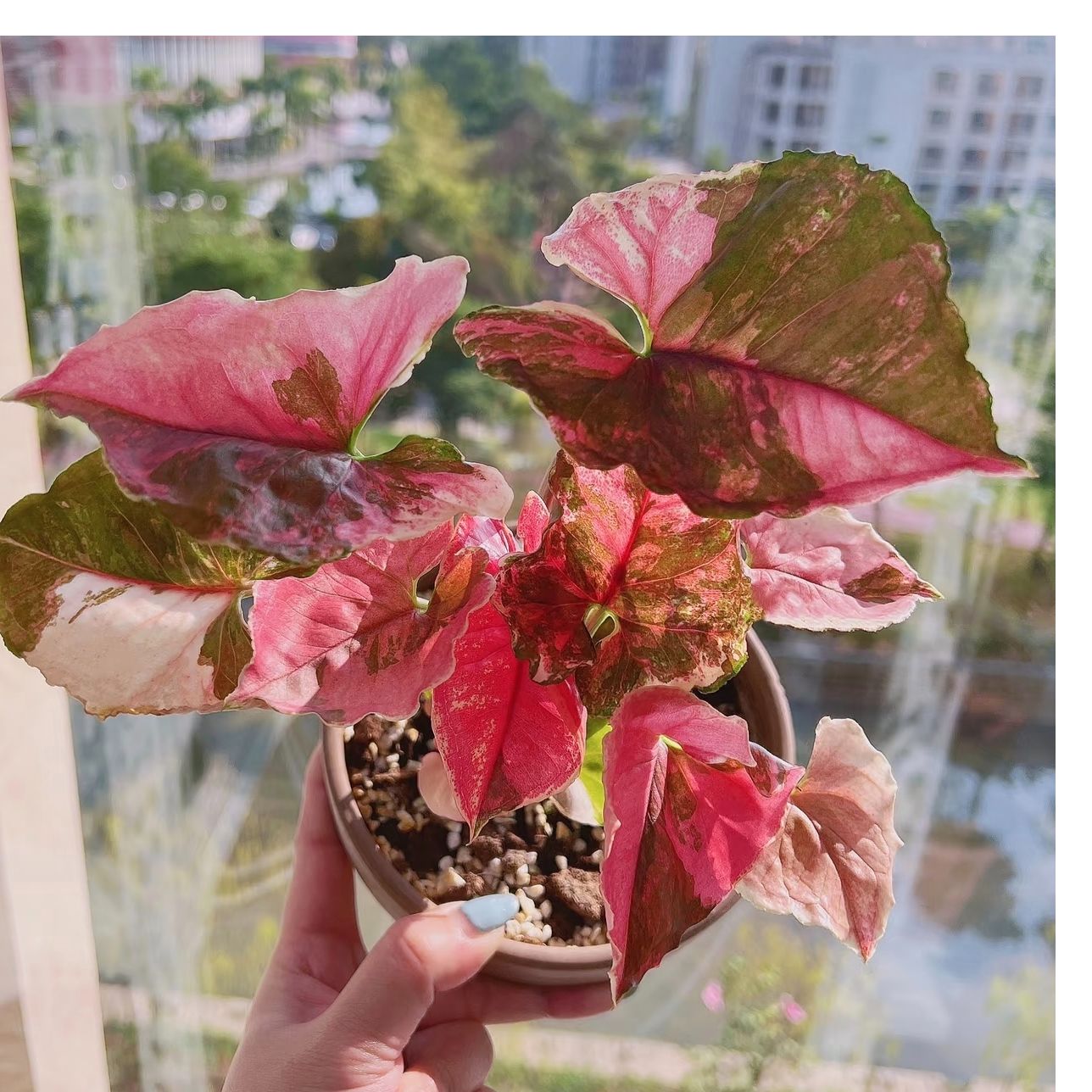 草莓冰圣诞合果芋 Singonium Straw Berryice 好养活室内阳台