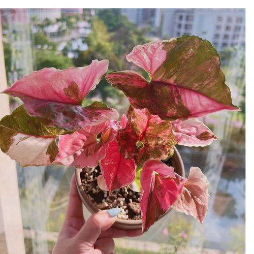 草莓冰圣诞合果芋 Singonium Straw Berryice 好养活室内阳台