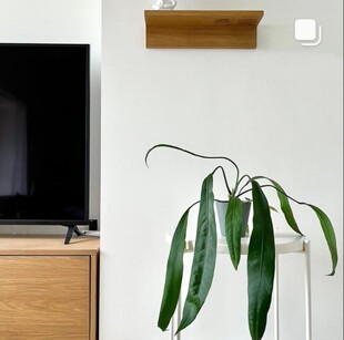 领带维塔花烛贝克利 Anthurium Bakeri 热植狭叶花烛飘带花烛ins