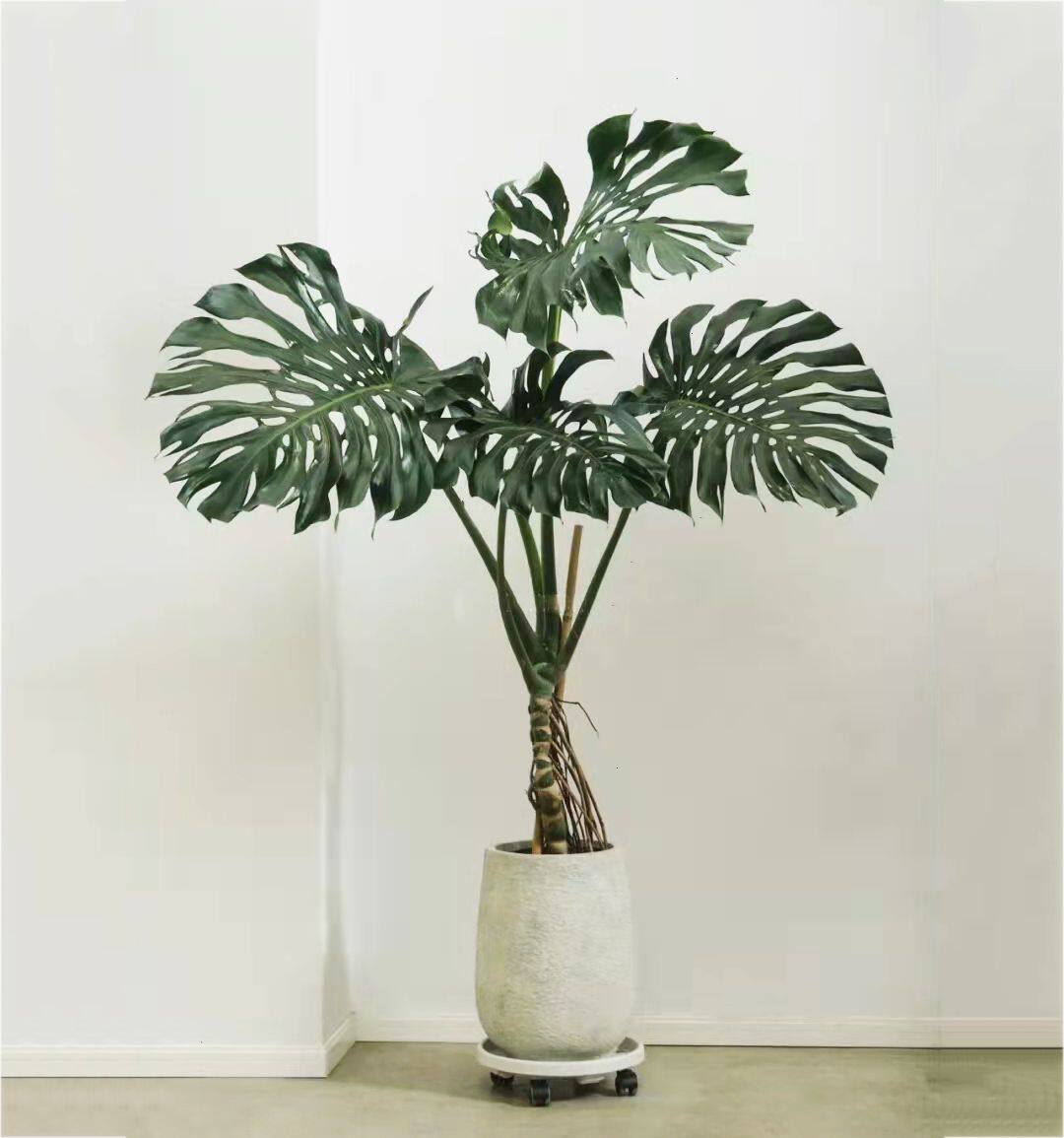 老桩龟背竹大型盆栽多年生植物净化空气吸甲醛北欧风室内客厅绿植