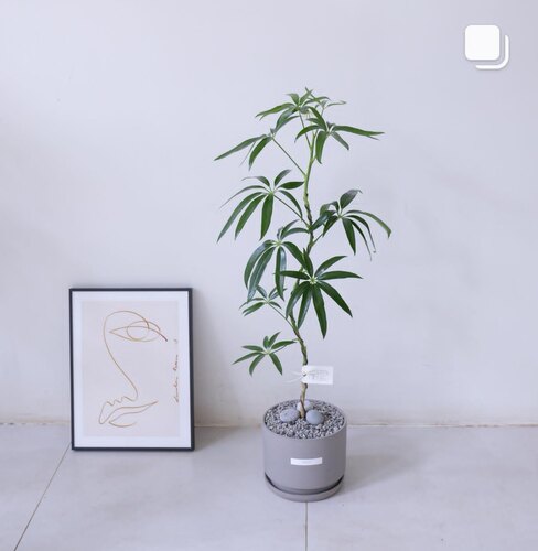 夏威夷鹅掌柴老桩细叶伞柳叶鸭脚木基地耐阴常绿植物大型植物室内
