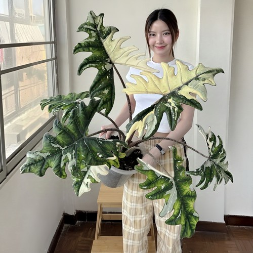 黄锦杰克琳海芋锦化白杰奎琳诺比海芋AlocasiaJacklyn杰克林观叶