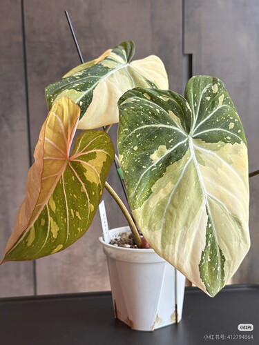 明脉锦蔓绿绒 Philodendron Gloriosum Variegated Tri-Color锦化