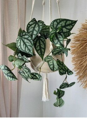 水晶胡椒蔓绿绒室内观叶天南星原种进口热植瑰丽胡 Piper Sylvati